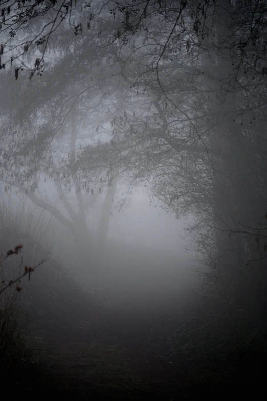 the fog is moving down by a tree