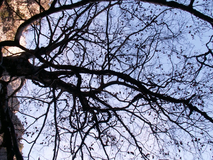 an old tree without leaves in front of a clear blue sky