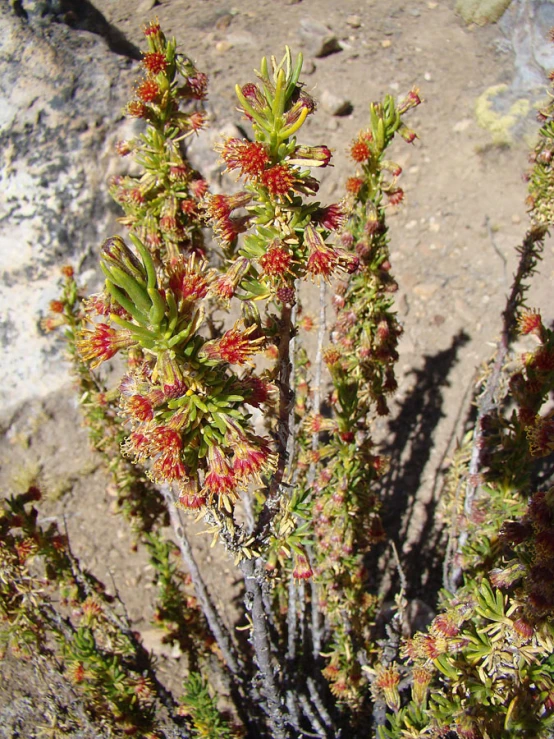 some green and red plants by a rock