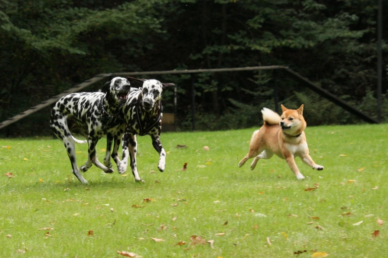 two dogs are chasing after each other on the grass