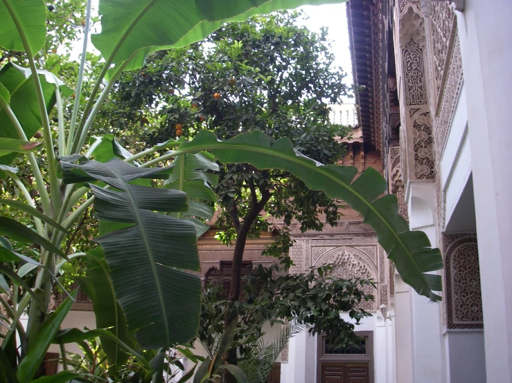 a tree, building and plant inside of it