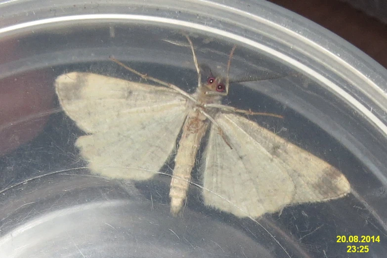 a brown and white erfly in glass bowl