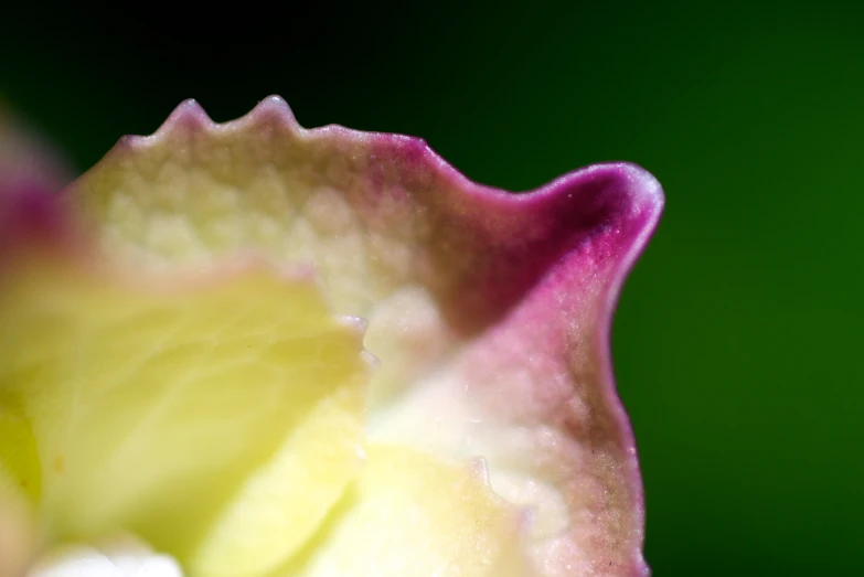 a yellow and purple flower with water droplets