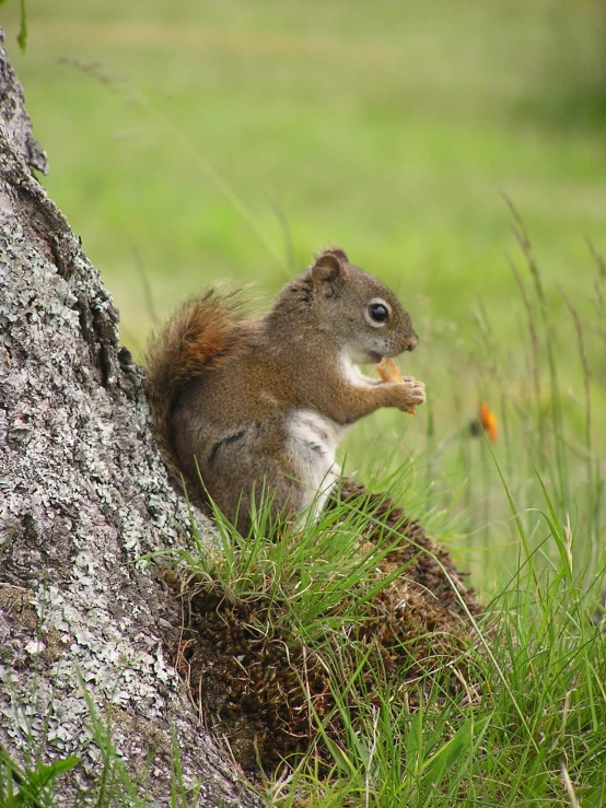 an image of a squirrel that is by a tree
