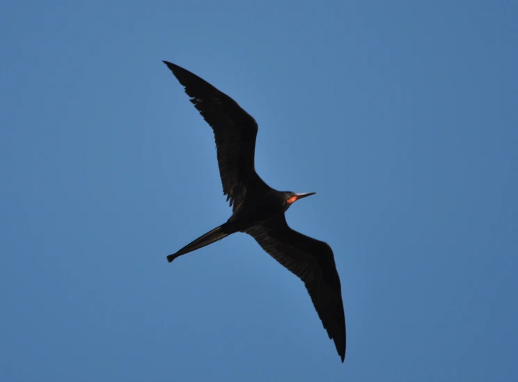 a black bird with orange on its beak flies in the air