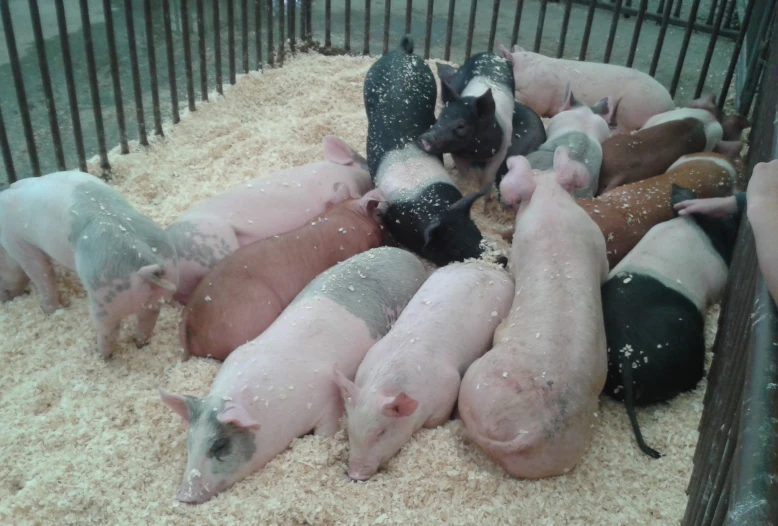 several pigs in a cage laying down in hay