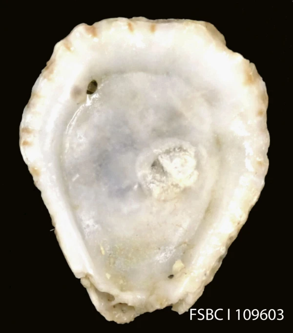 the front view of a large white oyster