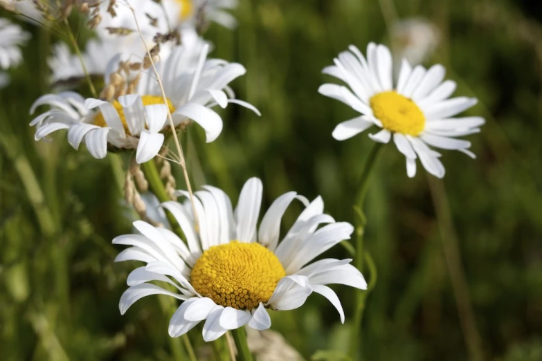 a field full of lots of white flowers