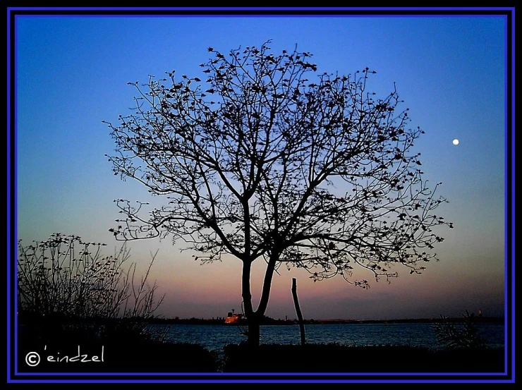 a tree near a river and a full moon