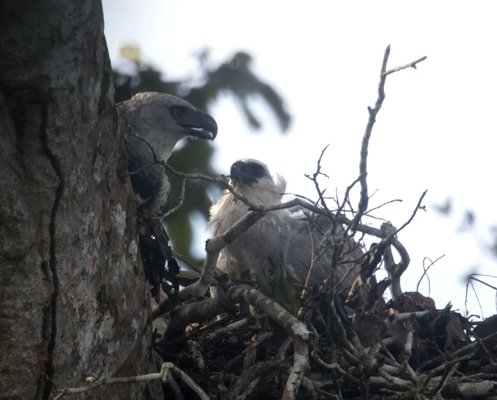 two large birds sitting on top of the nest in a tree