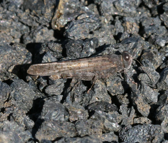 an insect that is sitting on a bunch of rocks