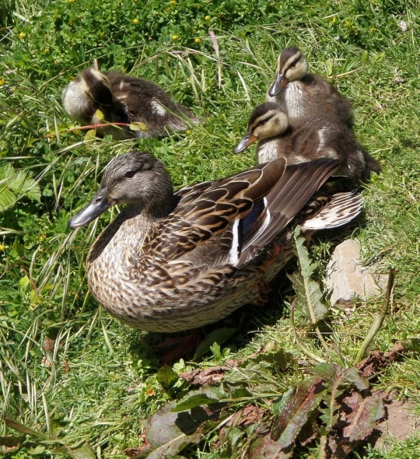 three mallard ducks are sitting in the grass