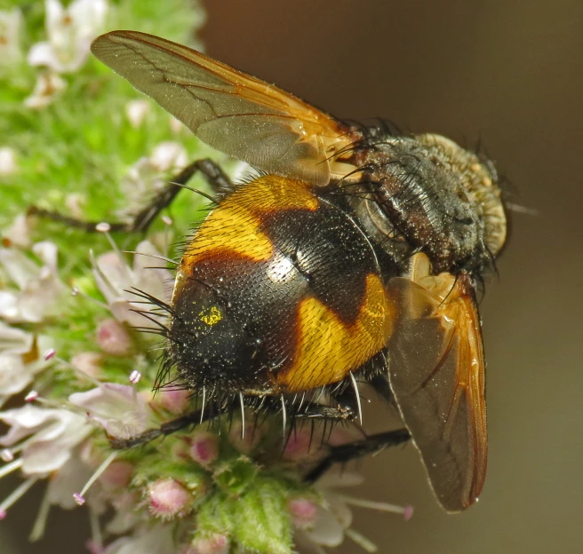 an insect is sitting on some purple flowers