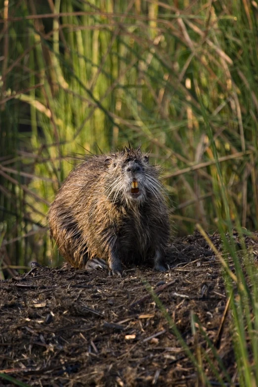 a rodent on a dirt path surrounded by brush