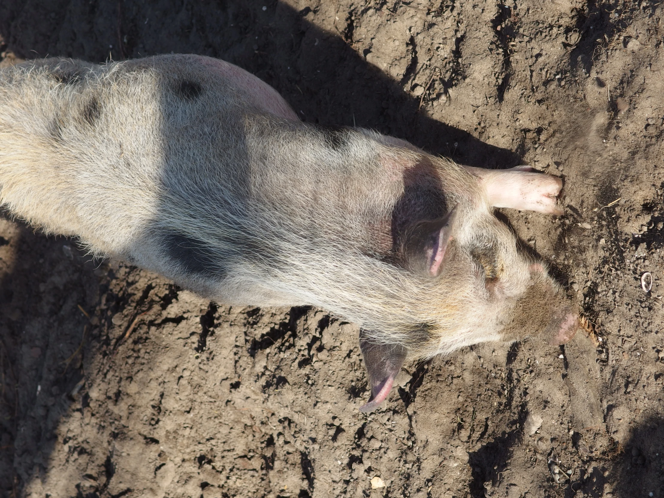 an animal digging its food in the dirt