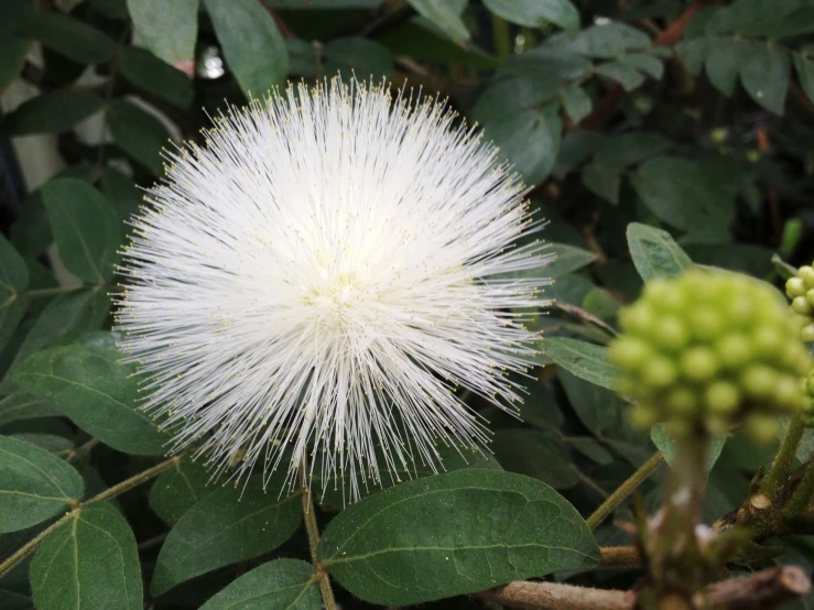 a large white fluffy flower that is blooming