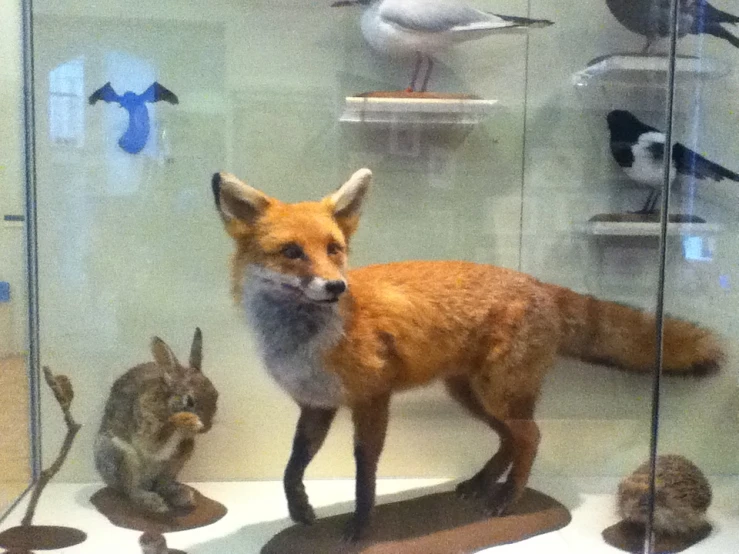 an assortment of taxidermy is displayed in glass cases