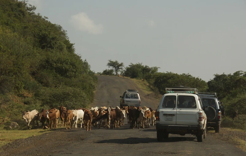 several cars driving down a dirt road as a large herd of cows crosses