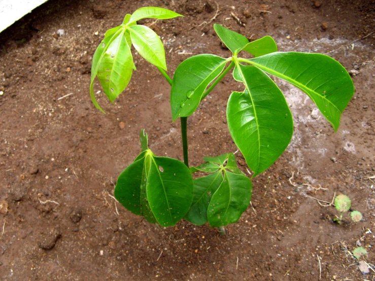 a plant with green leaves in dirt area