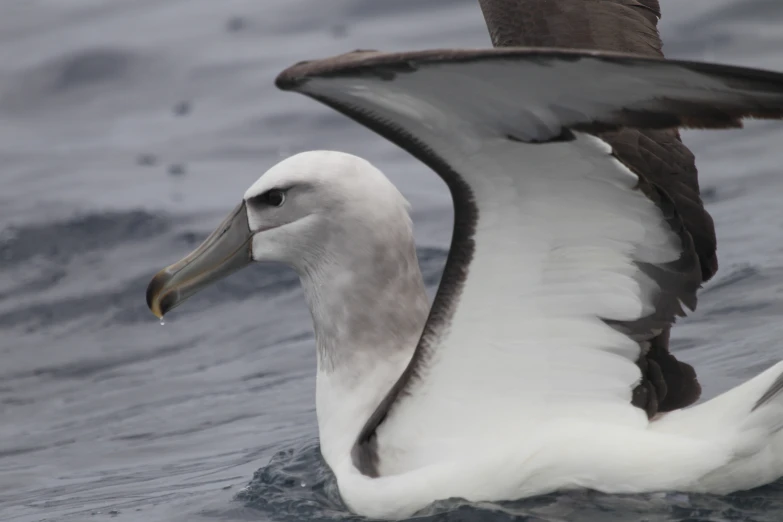 a very big pretty bird in the water