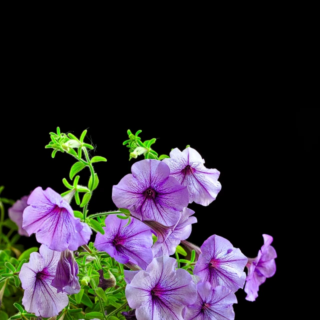 some purple flowers are sitting in a vase