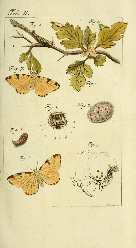 a diagram of moths and mothss on nches