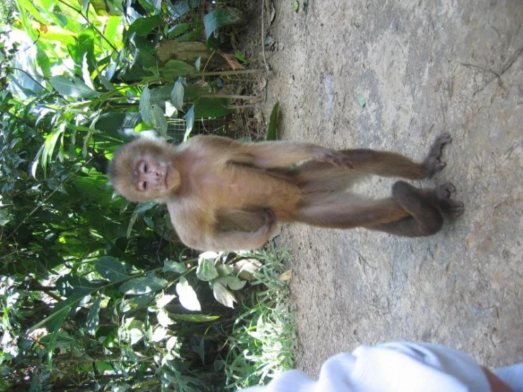 a monkey is standing up in front of a man