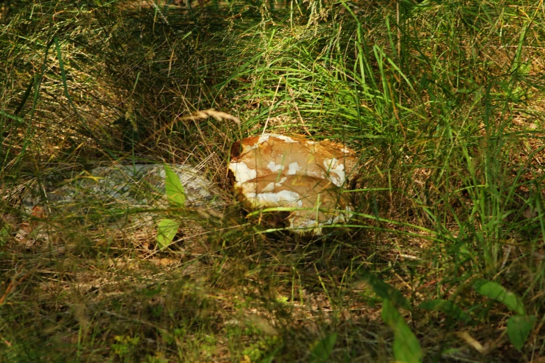 a rock is sitting in the grass near a fence