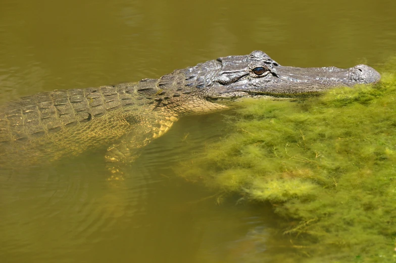 a large alligator swimming in some green water