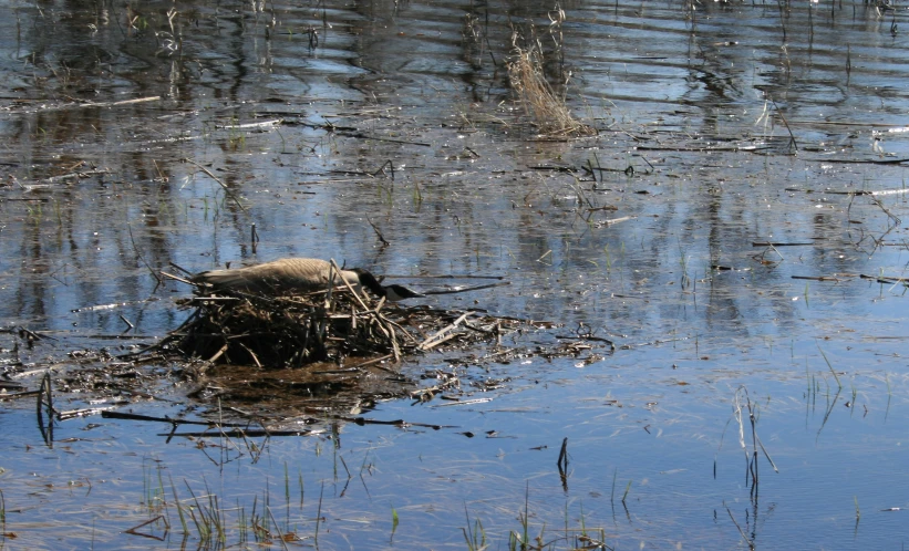 the bird is standing on top of a nest in a pond