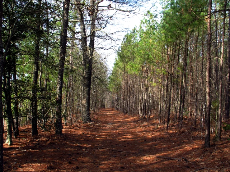 dirt path leading through wooded area of trees