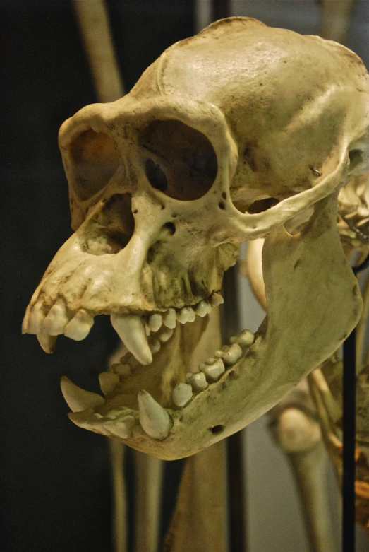 a human animal skull displayed in a museum