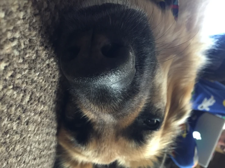 a close up image of a dog resting on the carpet with his eyes open