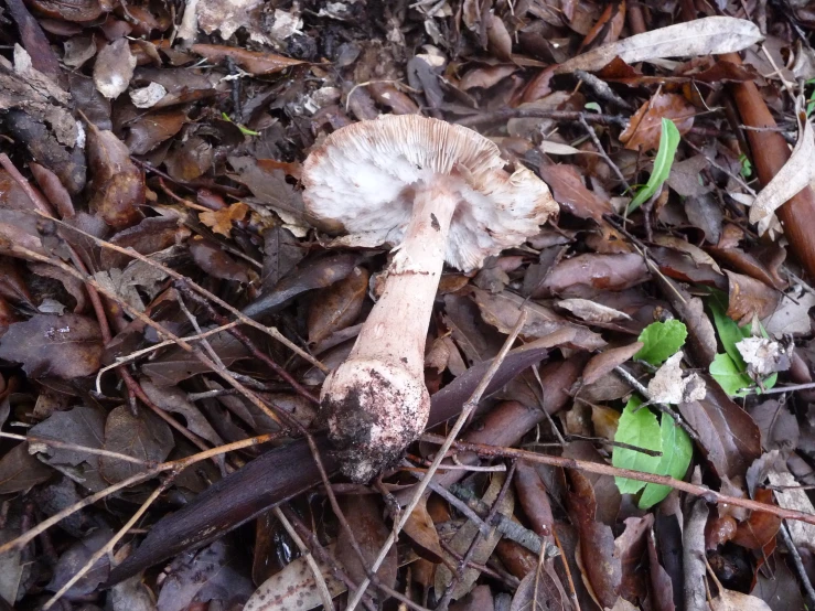 there is a small mushroom growing on the ground