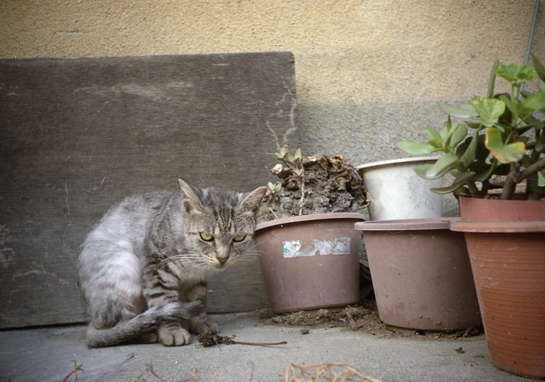 a cat sits by potted plants in a corner