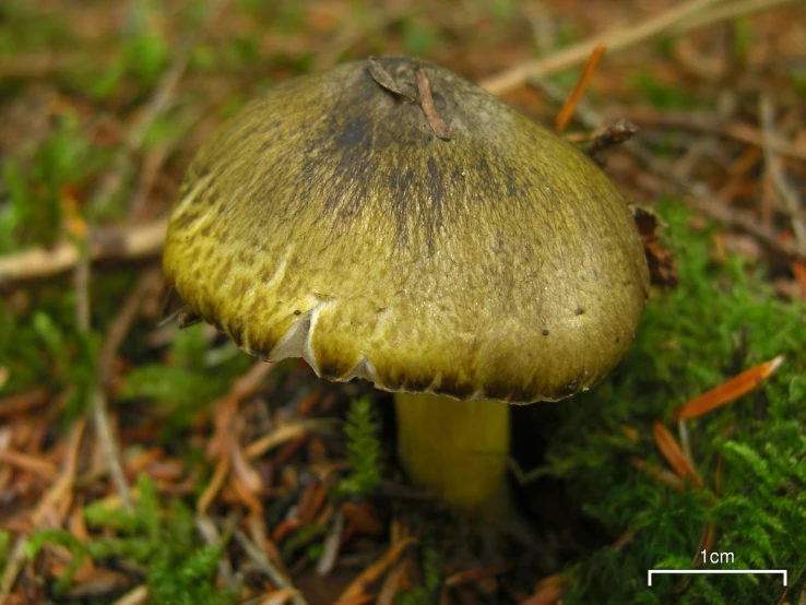 a mushroom that is yellow and sits on the ground