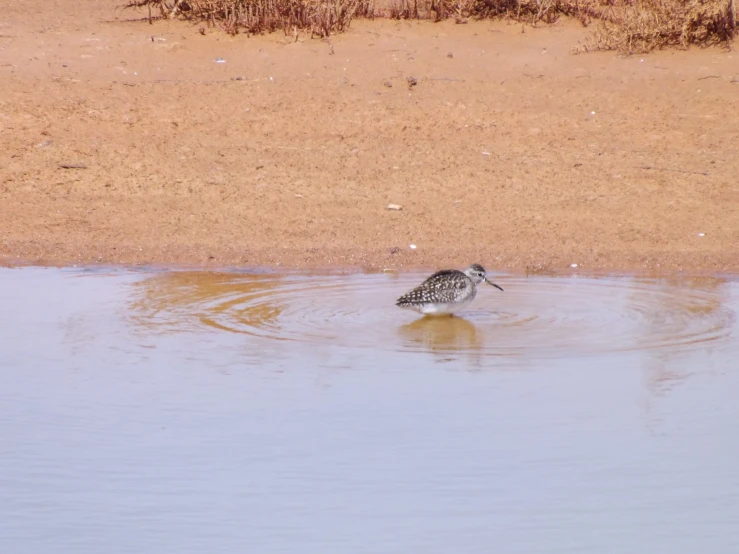 a small bird that is standing in the water