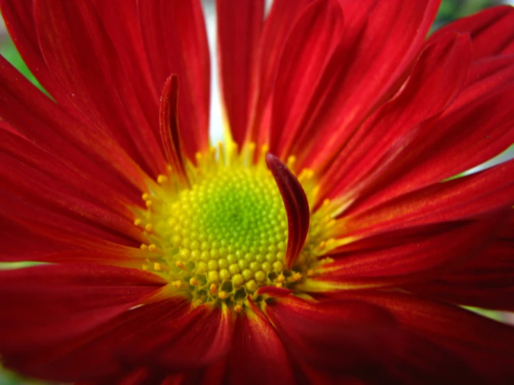 the red and yellow flower is in full bloom