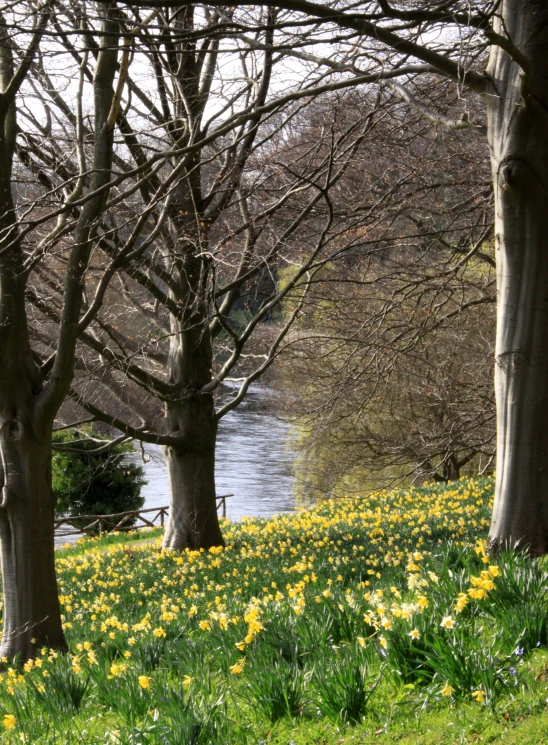 trees and yellow flowers in a park on the water