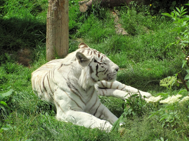 white tiger sitting down in the grass with his paw on its hand