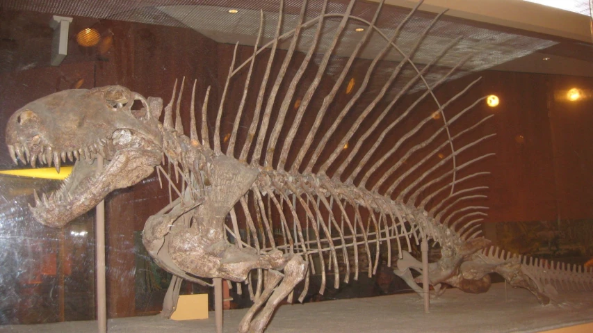 the skeleton of a dinosaur in a museum display