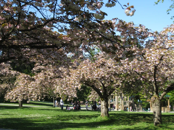 a park full of trees with people walking on the sidewalk