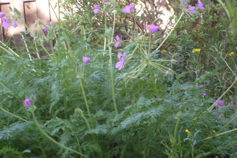 tall purple flowers growing out of a bed of green foliage