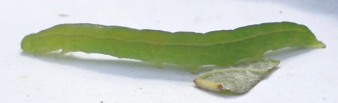 a very green piece of broccoli sitting in front of a white background