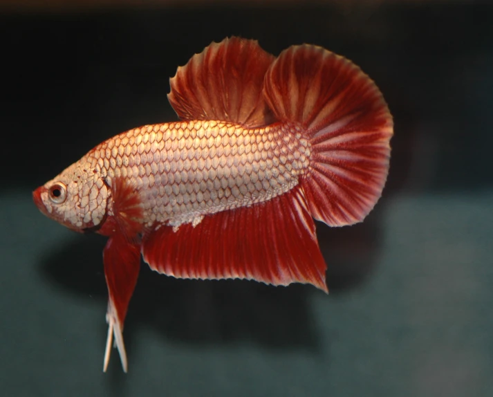 there is a fish that has long red and white hair