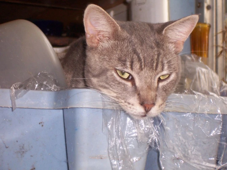 cat resting head on plastic container looking downward