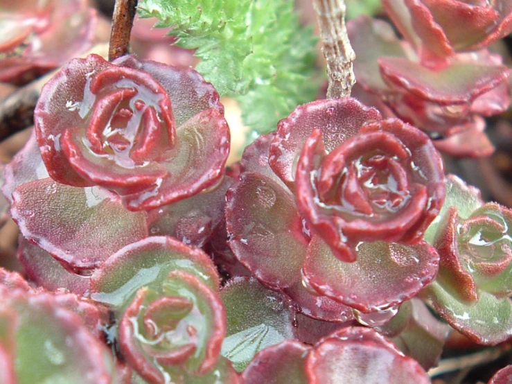 several small purple flowers with rain drops on them