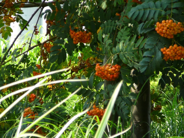 some orange berries are growing on a tree