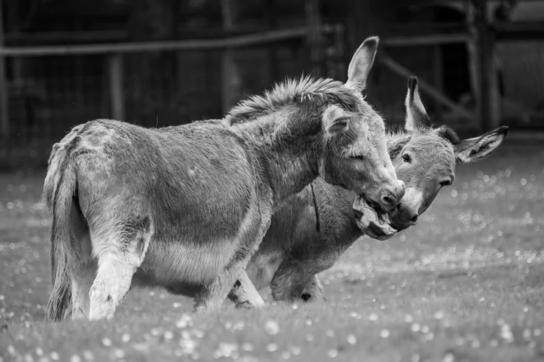 two goats walking on a grassy field in a black and white po