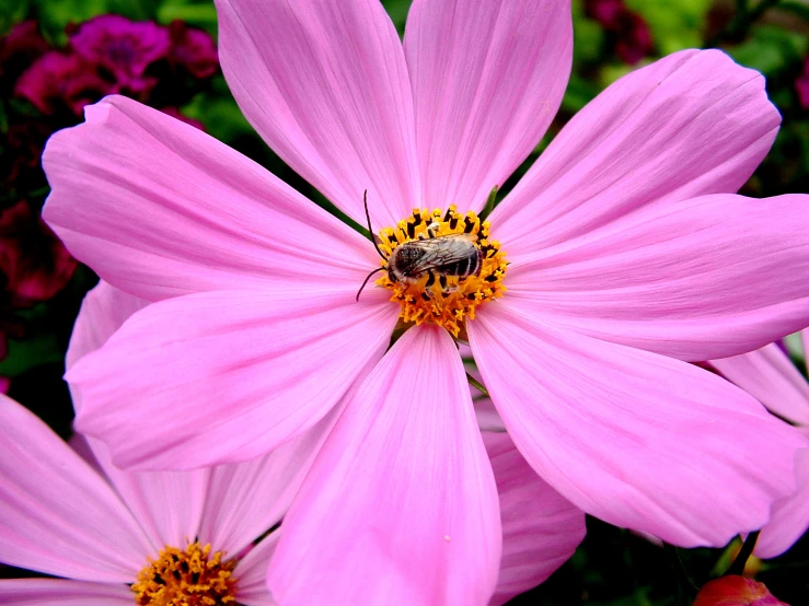 a bee sitting on top of a pink flower